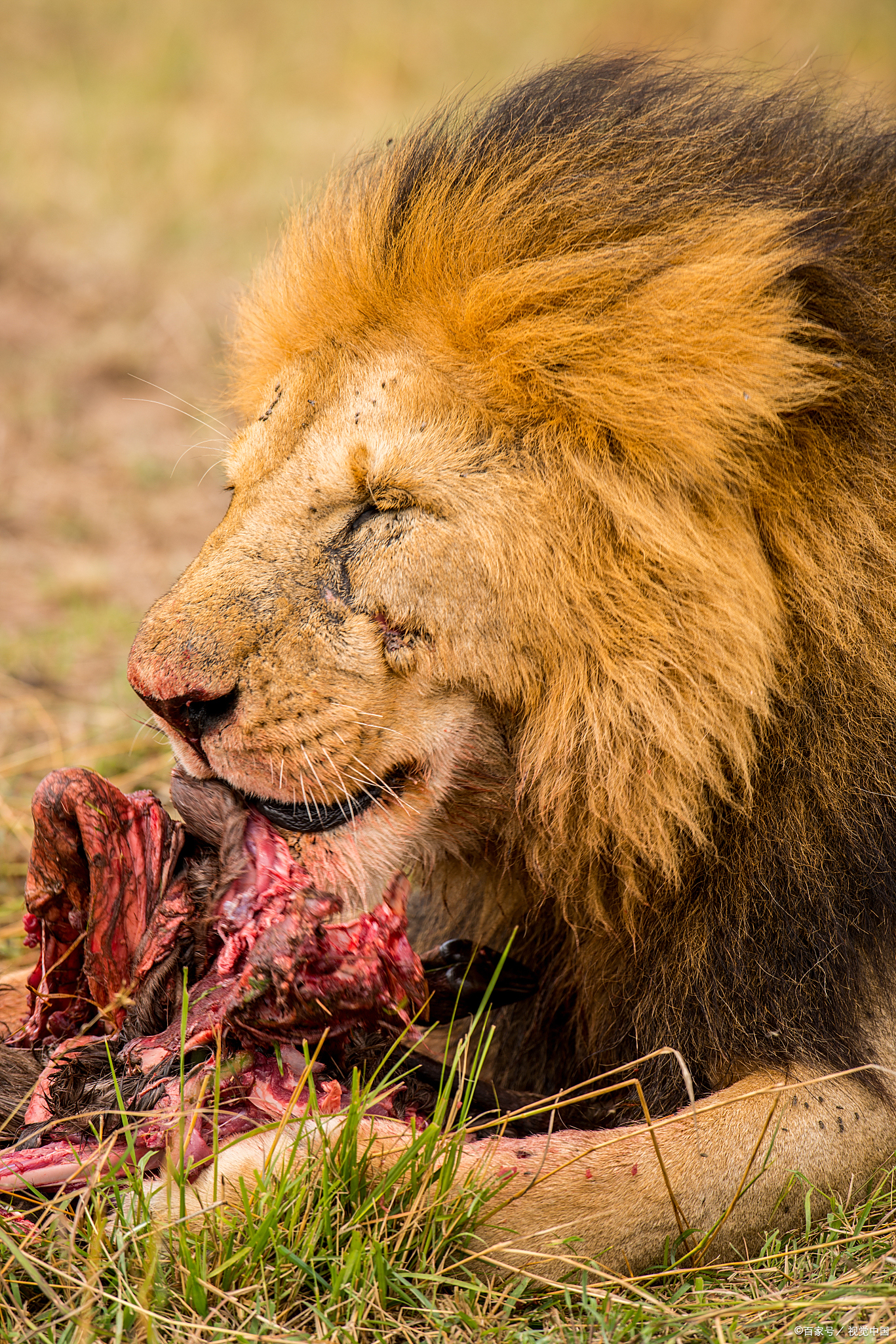 关于雄鹿实现横扫，人遭遇三连败的信息