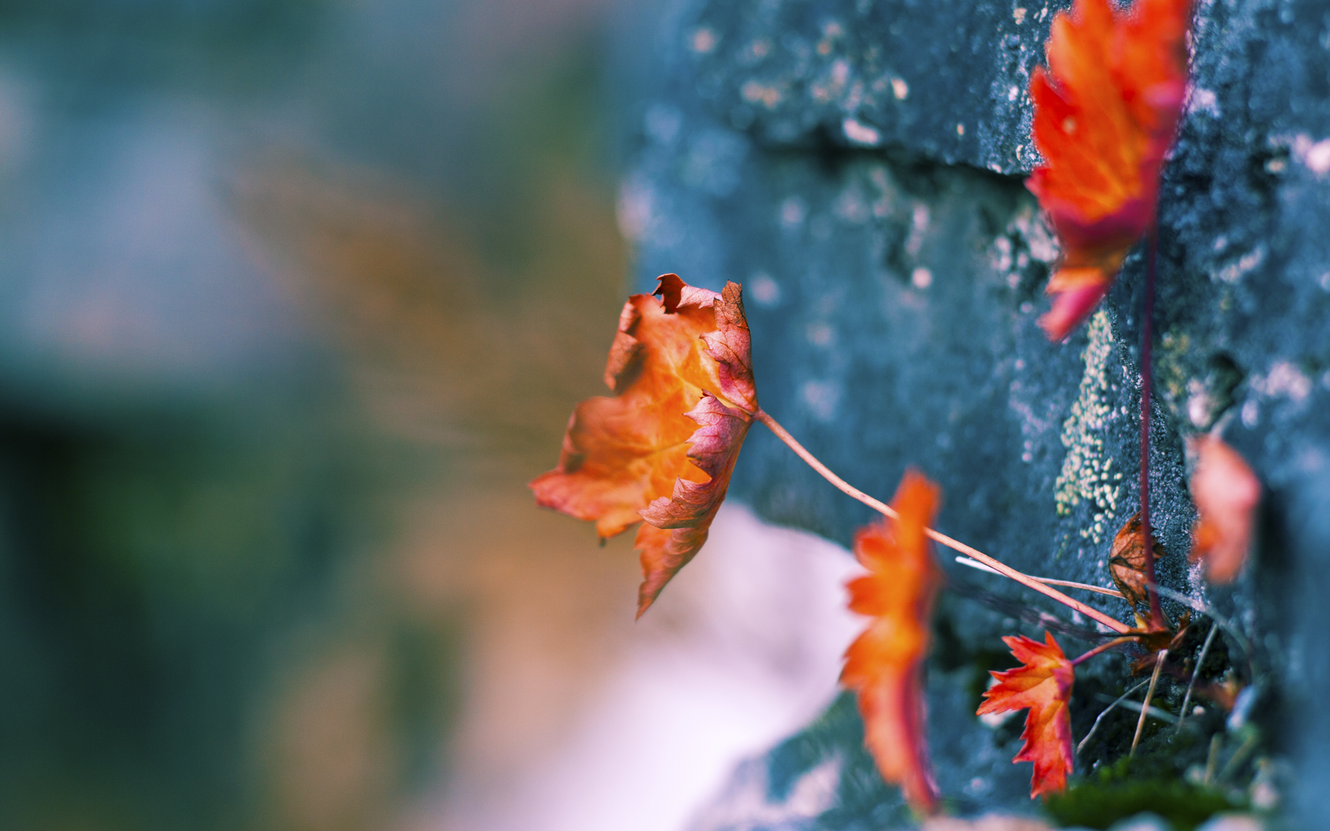 楚阿梅尼接管世界排名争夺战，哥伦比亚击溃澳大利亚展现唯一性