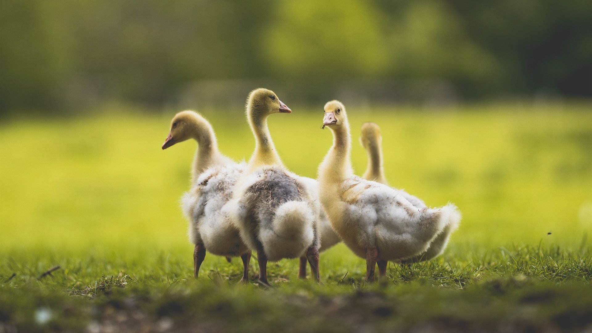 南美风暴的意外转向,拉齐奥狂胜哥伦比亚,阿劳霍如何成为关键先生